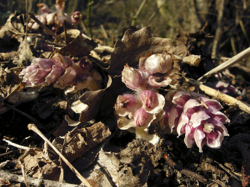 Lathraea squamaria - Latrea squamosa - nel Chianti